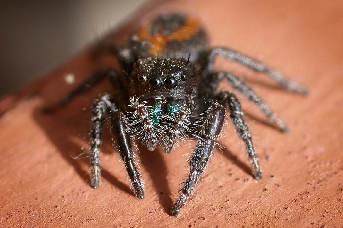 домашний паук