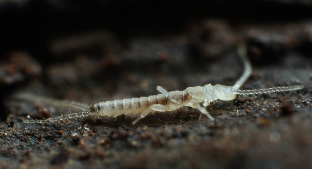 как двухвостка попадает в помещение