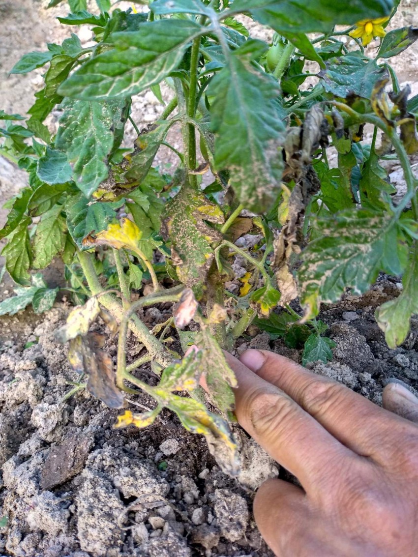 листья растений