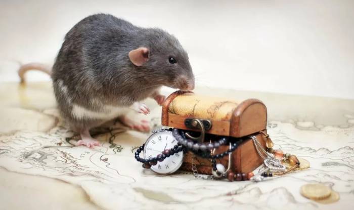 год крысы советы