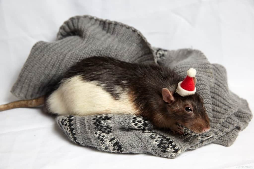 год крысы характеристика знака