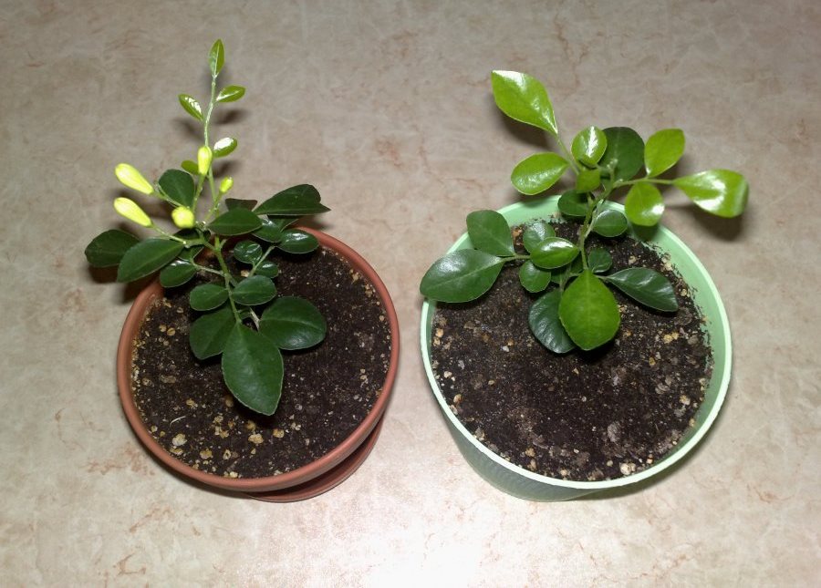 грунт для муррайи