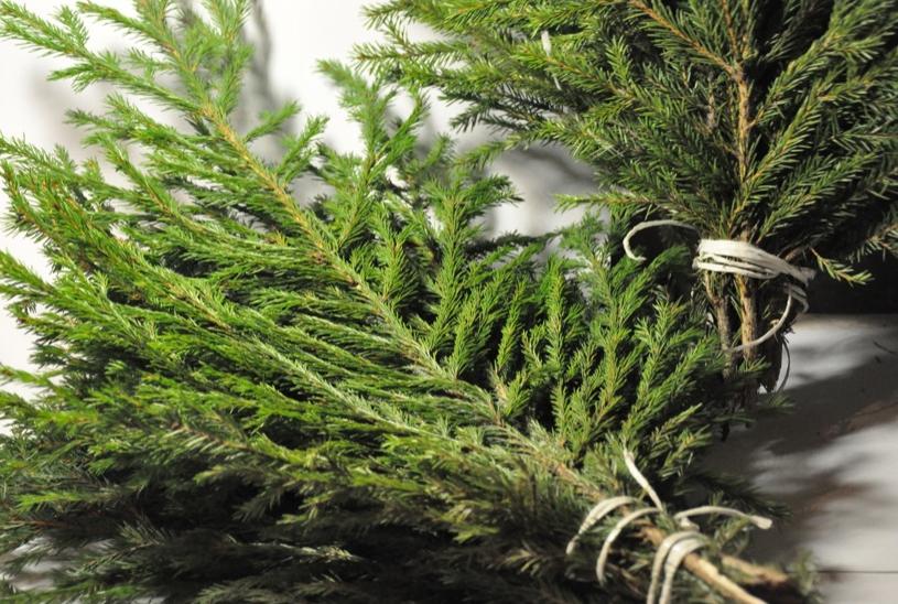 хвойные ветки