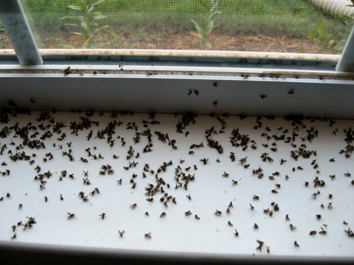 холод от дрозофил