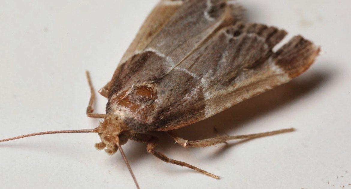 как избавиться от моли