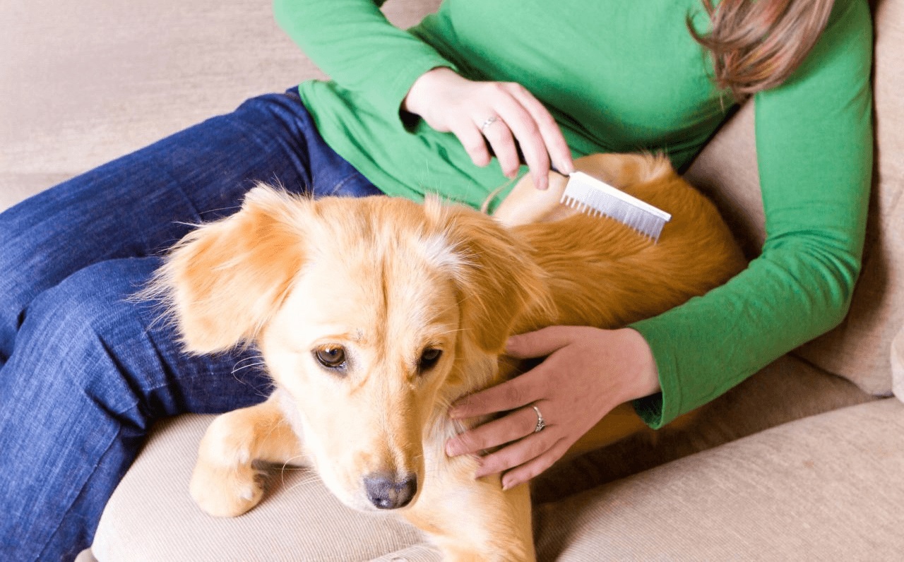 расчесывание собаки