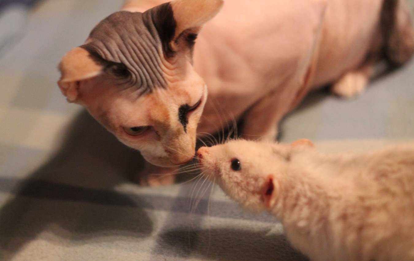 кошка и крыса