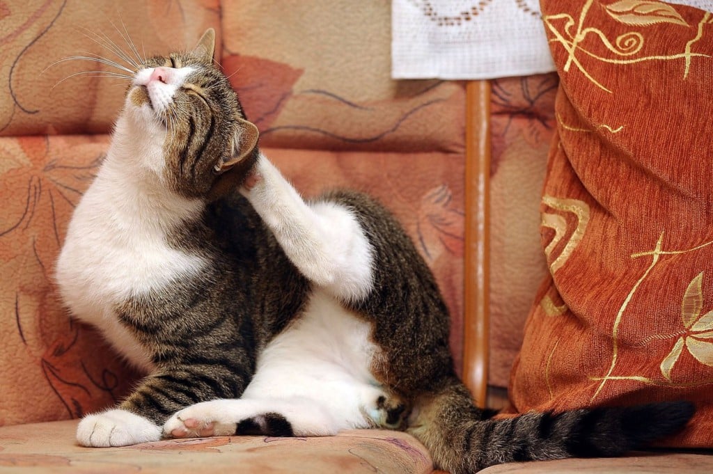 симптомы блох у кошек