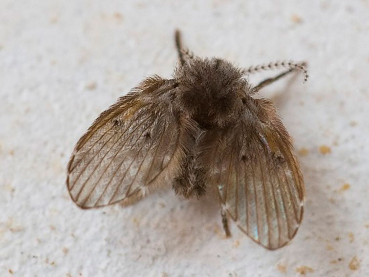 мушки бабочницы в доме