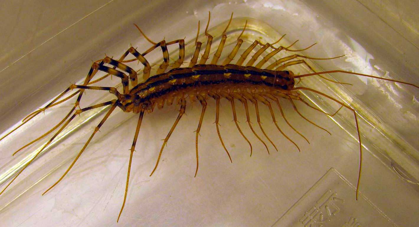 мухоловка в ванной комнате