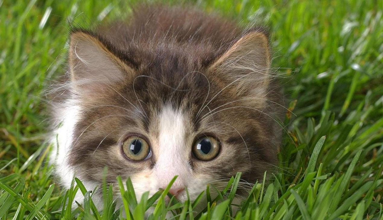 Отвары трав