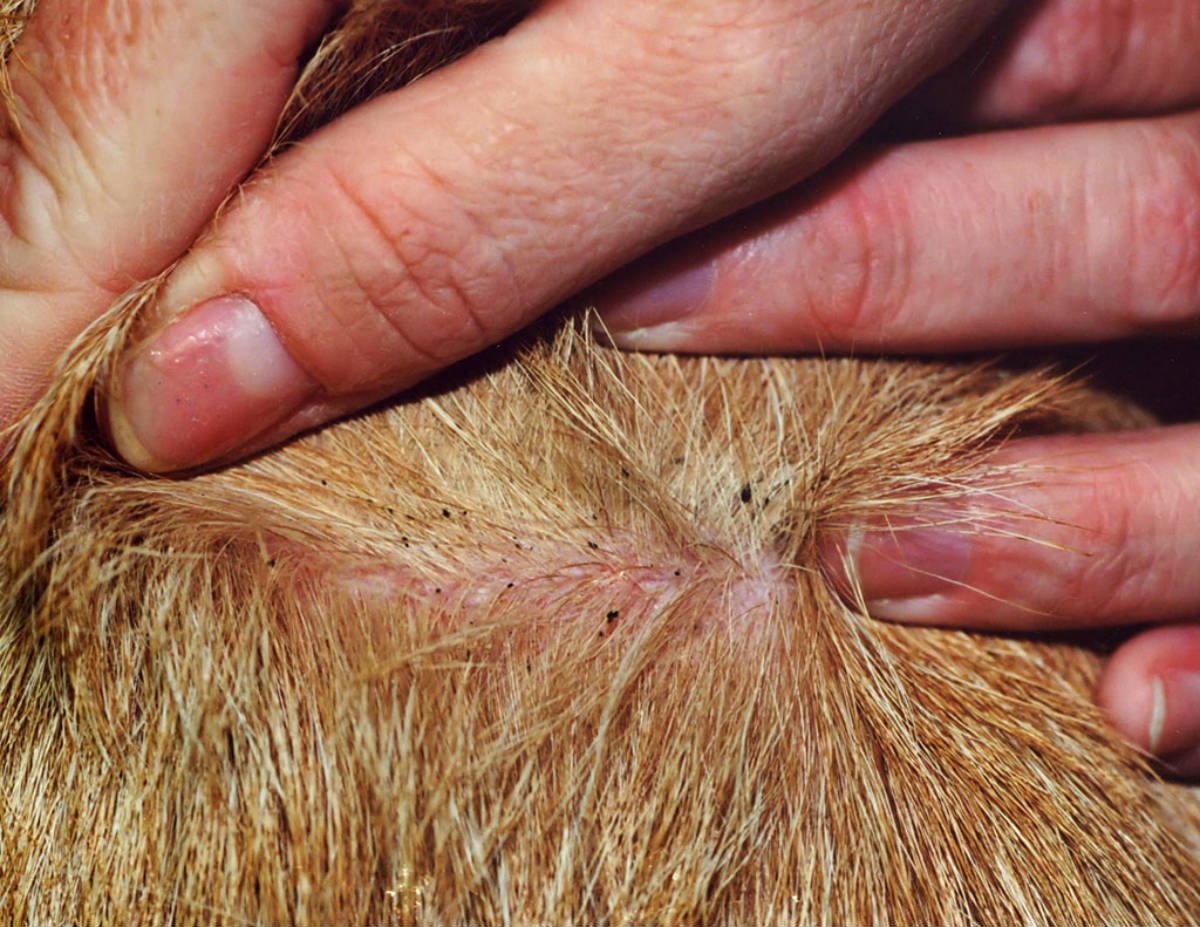 обработка ран