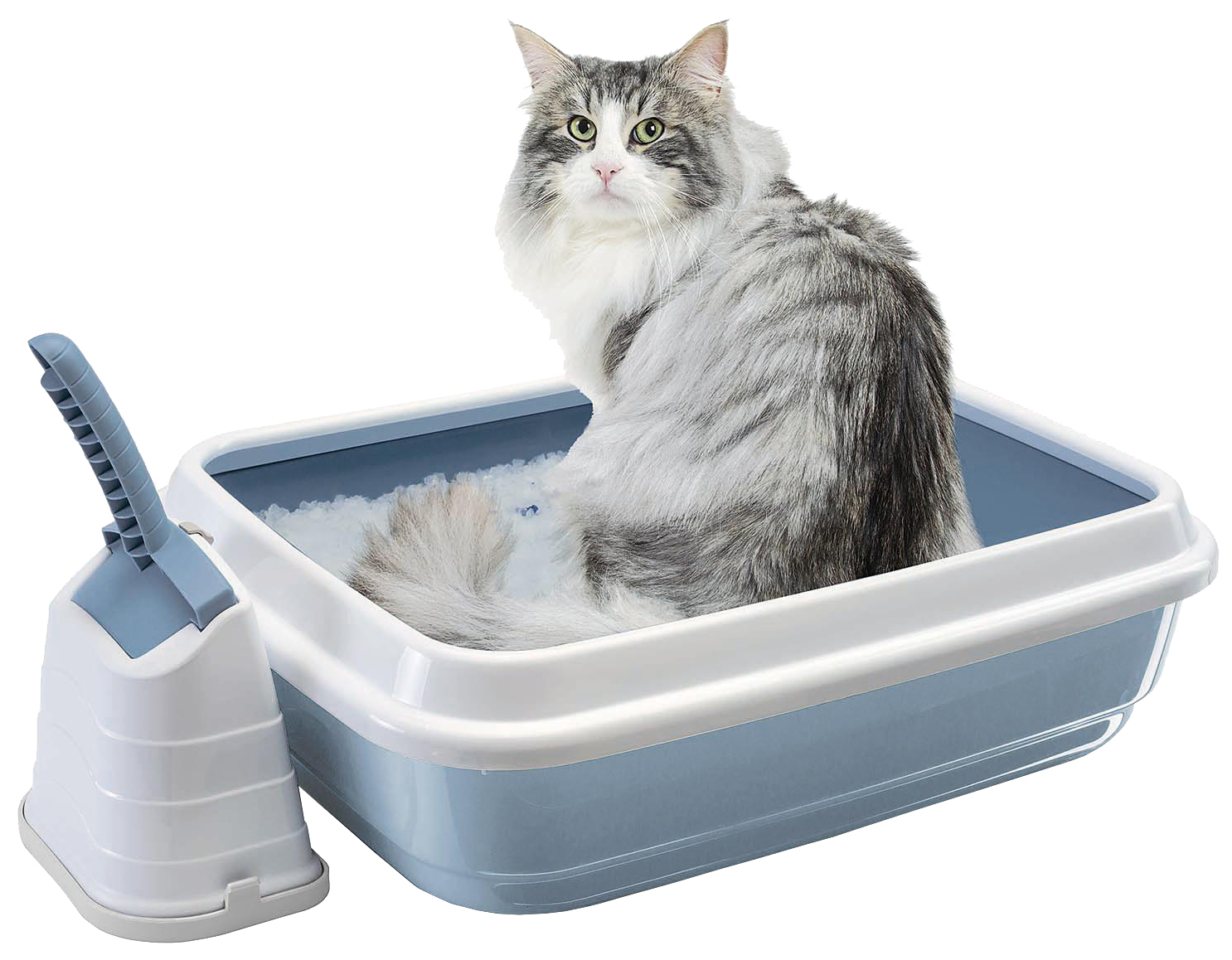 кот гадит не в лоток