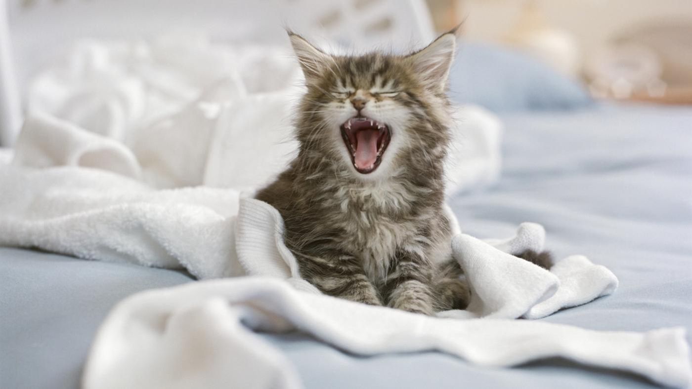 Переезд кота