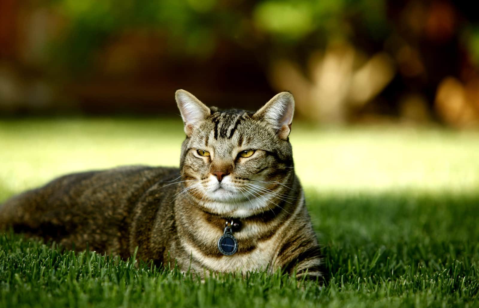 Взрослых котов