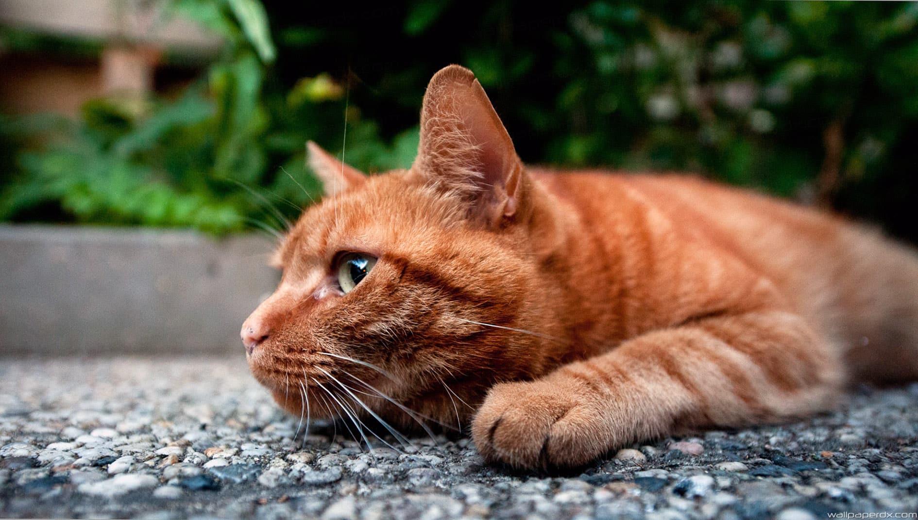 справиться с котом