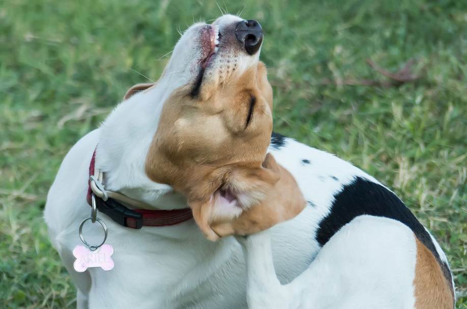 блохи у собаки