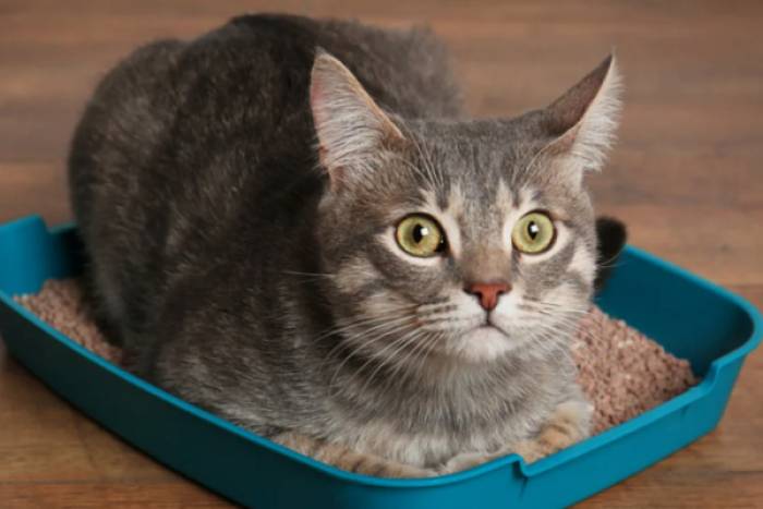 средства против запаха мочи